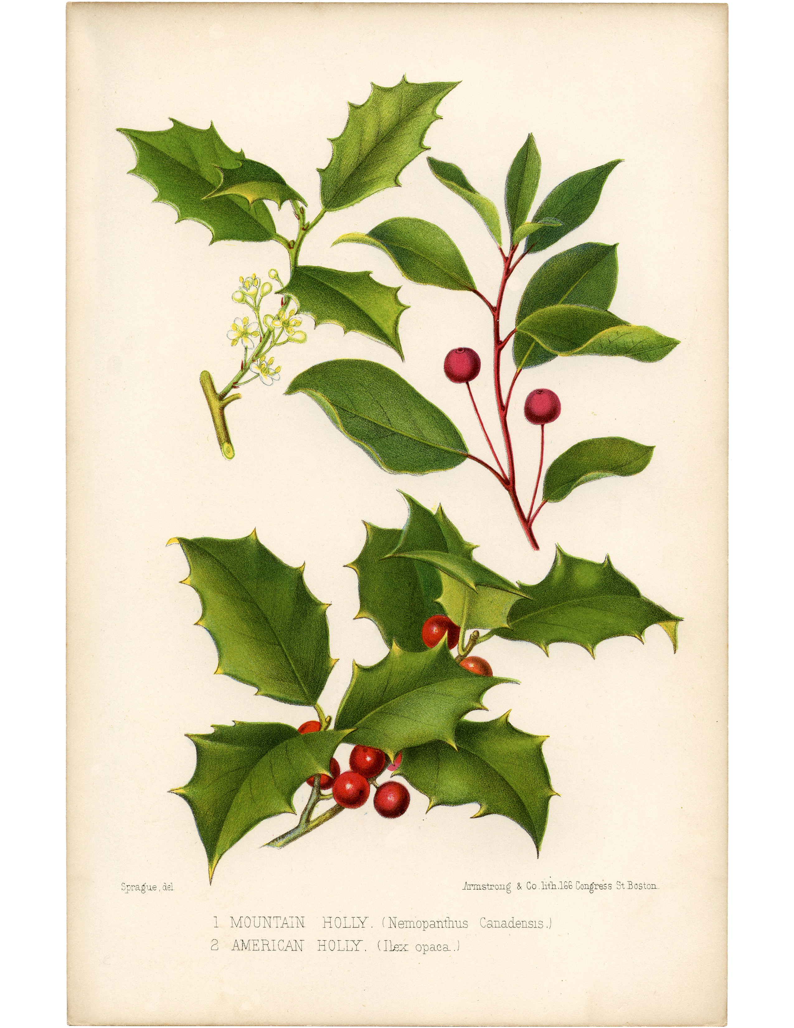 Watercolor Holly at GetDrawings | Free download