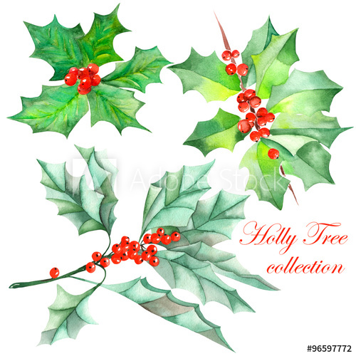500x500 Collection (Set) With Isolated Christmas Branches Of Holly Tree
