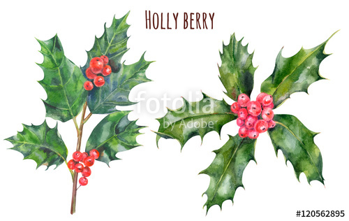 500x316 Set Of Holly Berry Branches And Leaves, Christmas Decoration Plant