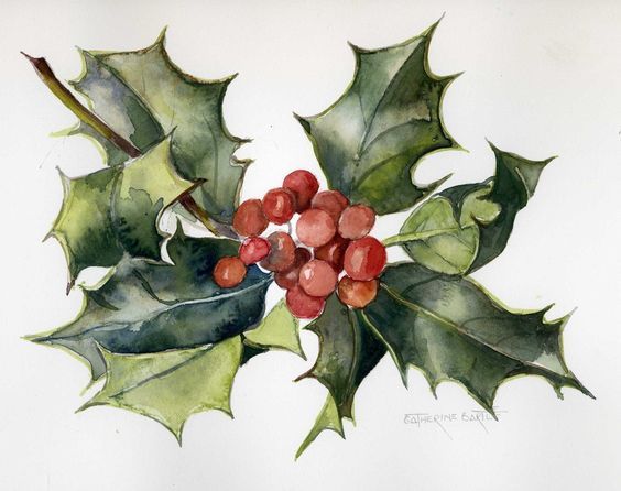 564x446 Holly Leaves And Berries