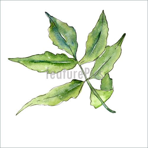 500x500 Ash Leaves In A Watercolor Style Stock Illustration I5613608