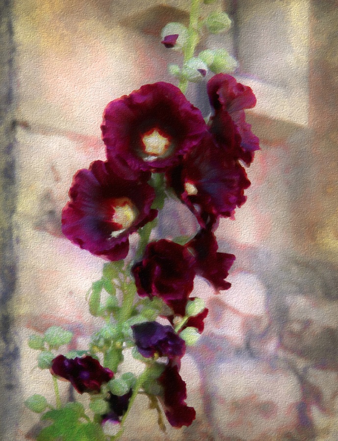 689x900 Hollyhocks