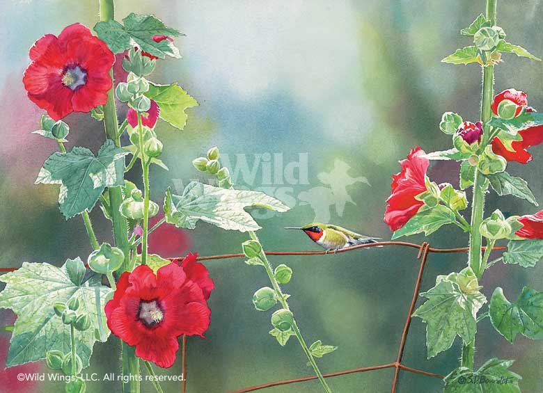 780x565 Ruby Throat And Hollyhocks Original Watercolor Painting Wild Wings