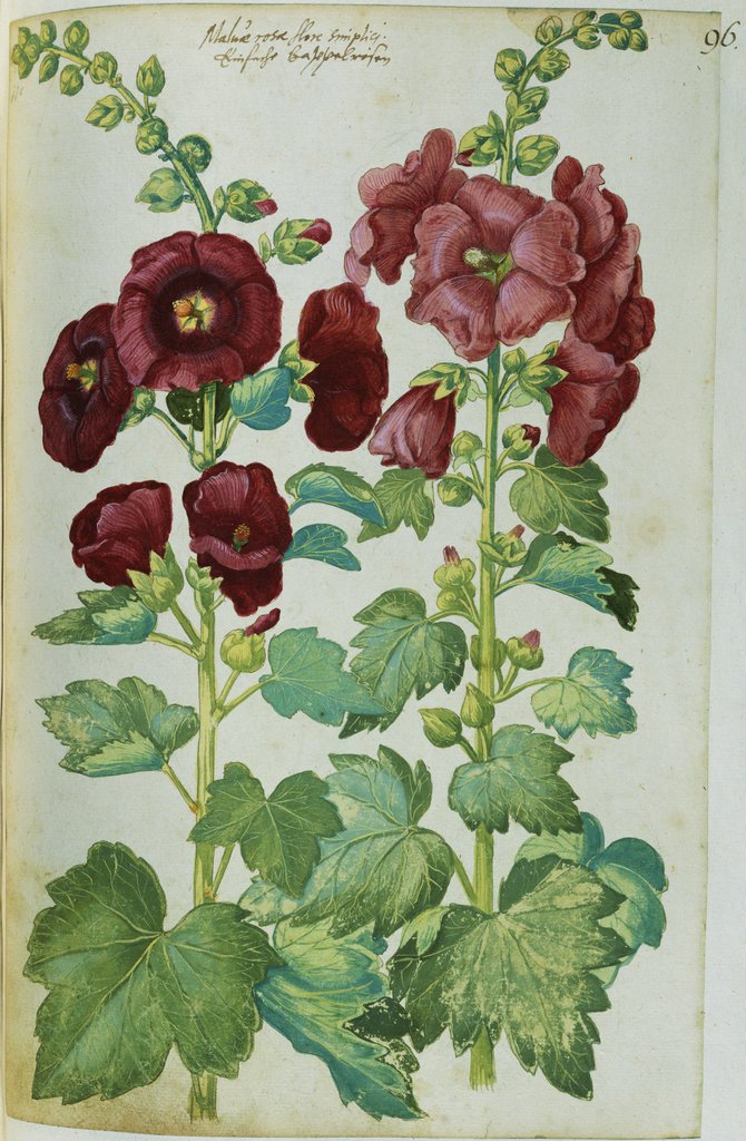 670x1024 Watercolor Of Hollyhocks Posters Amp Prints By Joachim Camerarius