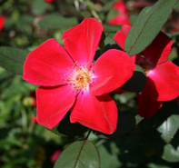 197x185 Roseland Nursery