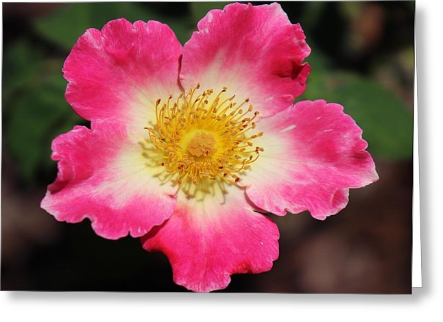 646x470 Rusty Gouveia Greeting Cards