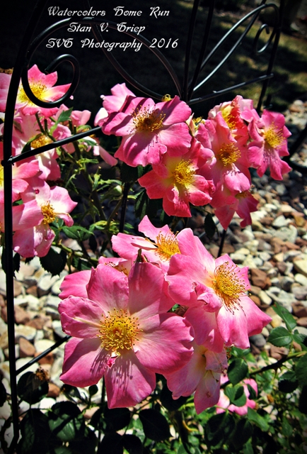 434x640 The Colorado Rosarian Photography Gallery Digital Photographic