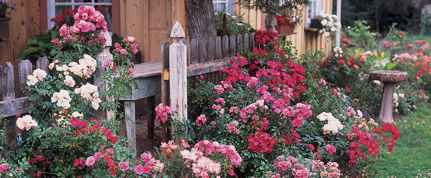 865x359 The Latest On Roses Ann Mccormick