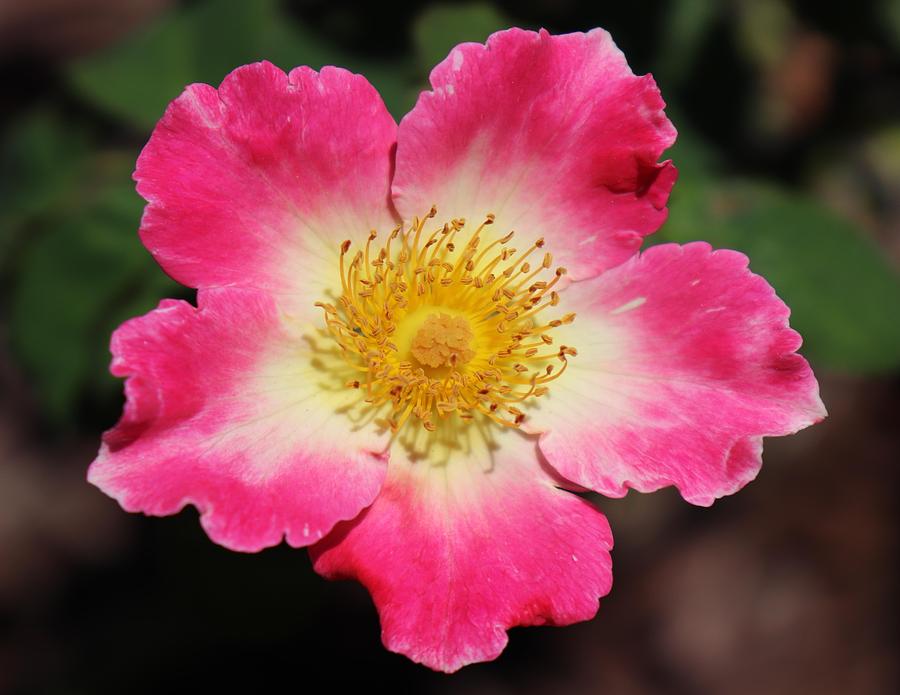 900x695 Watercolor Home Run Rose Photograph By Rusty Gouveia