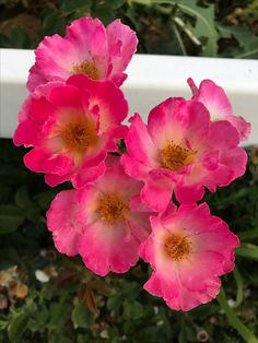 236x314 412 Best Rose I Own An U Should To Images