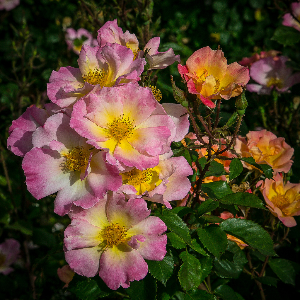 1024x1024 Watercolor Homerun (2015) Photo Patty