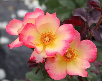 340x270 Watercolor Pot Plant Etsy