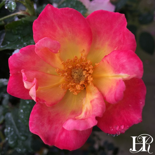 650x650 Watercolors Home Run Rose