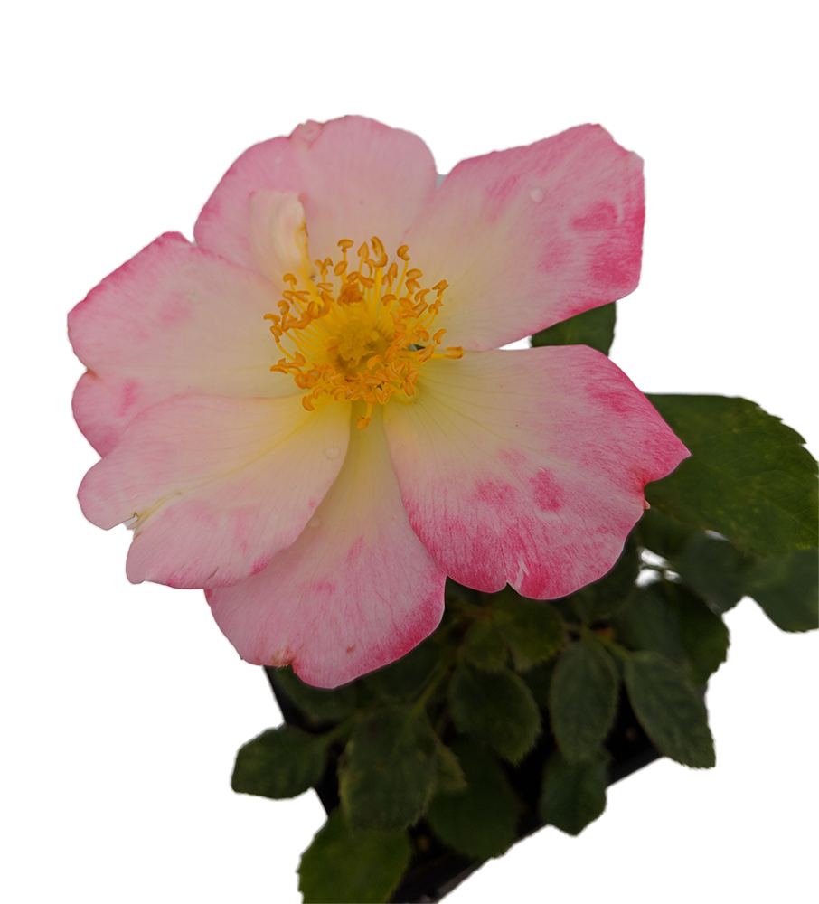 906x1000 Watercolors Home Rose Bush