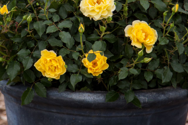 640x425 Easy Elegance Roses