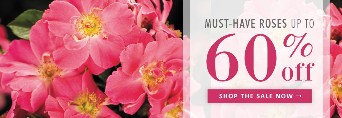 1160x400 Jackson Amp Perkins Live Rose Plants, Perennials, Gift Plants