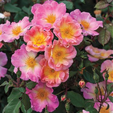 397x397 Rainbow Butterfly Bush Gardening Butterfly Bush