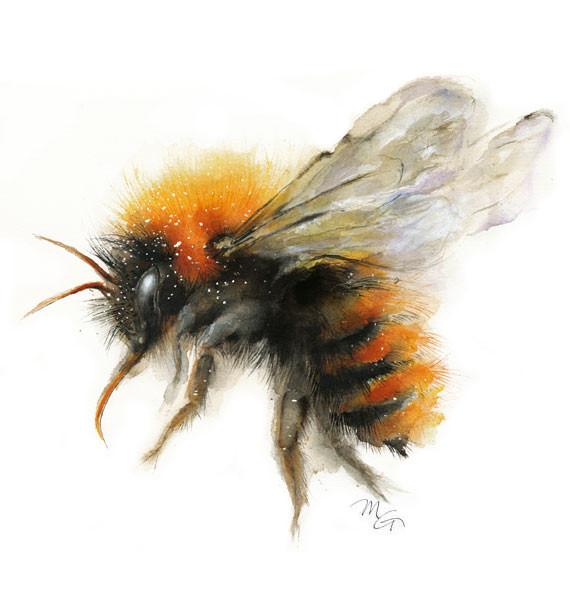 570x600 Bumble Bee Watercolor Archival Print Mira Guerquin Watercolors