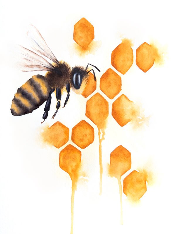 600x800 ~ Honey Bee