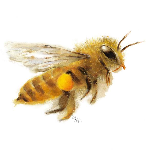 570x600 Honey Bee Watercolor Archival Print Mira Guerquin Watercolors