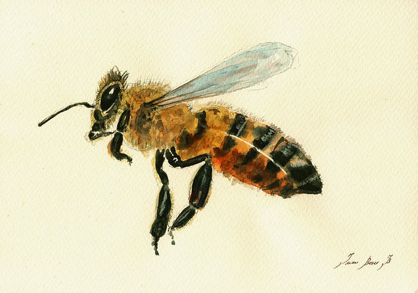 599x420 Honey Bee Watercolor Painting Art Print By Juan Bosco