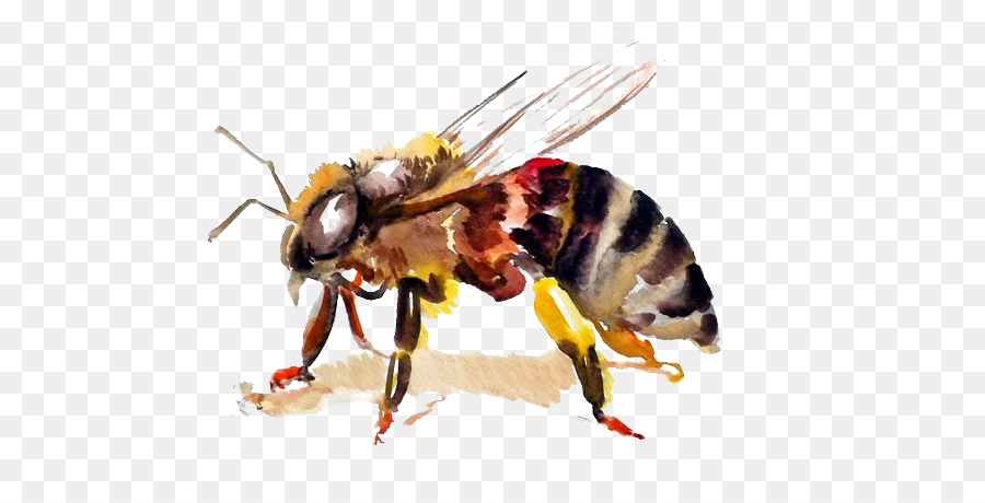 900x460 Honey Bee Hornet Watercolor Painting