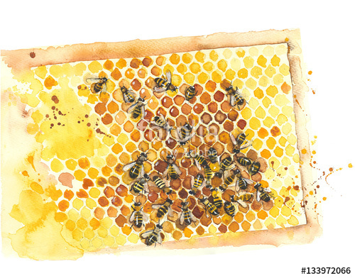 500x392 Honeycomb With Bees Watercolor Painting Illustration Isolated On