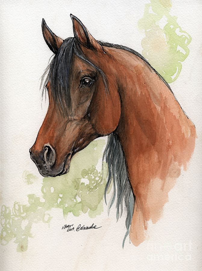 671x900 Bay Arabian Horse Watercolor Painting ~ Angel Tarantella Arabian