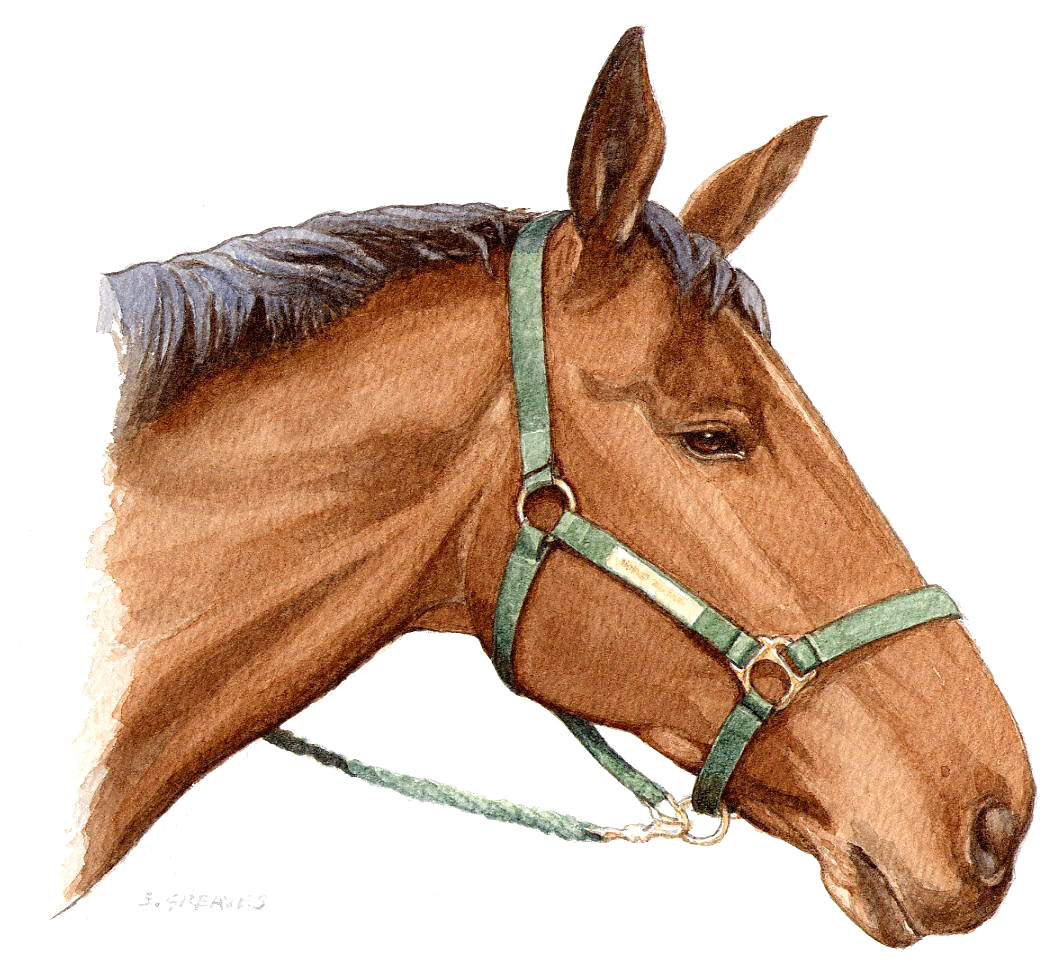 1059x973 Horse Portrait Watercolour Painting