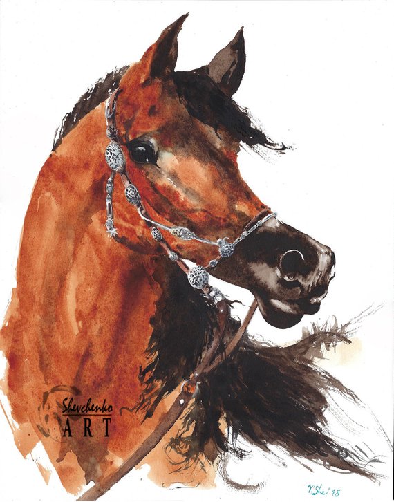 570x726 Original Watercolor Painting Arabian Horse Head Portrait Home Etsy