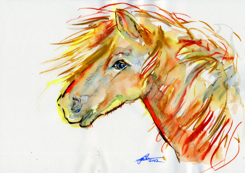 800x567 Watercolour Study Of Icelandic Horse Head By Leeuwtje