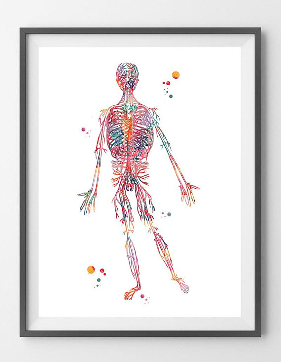570x735 Human Circulatory System Arteries Watercolor Print Anatomy Art