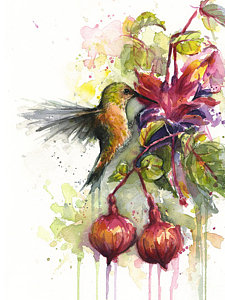 225x300 Hummingbird Watercolor Paintings Fine Art America