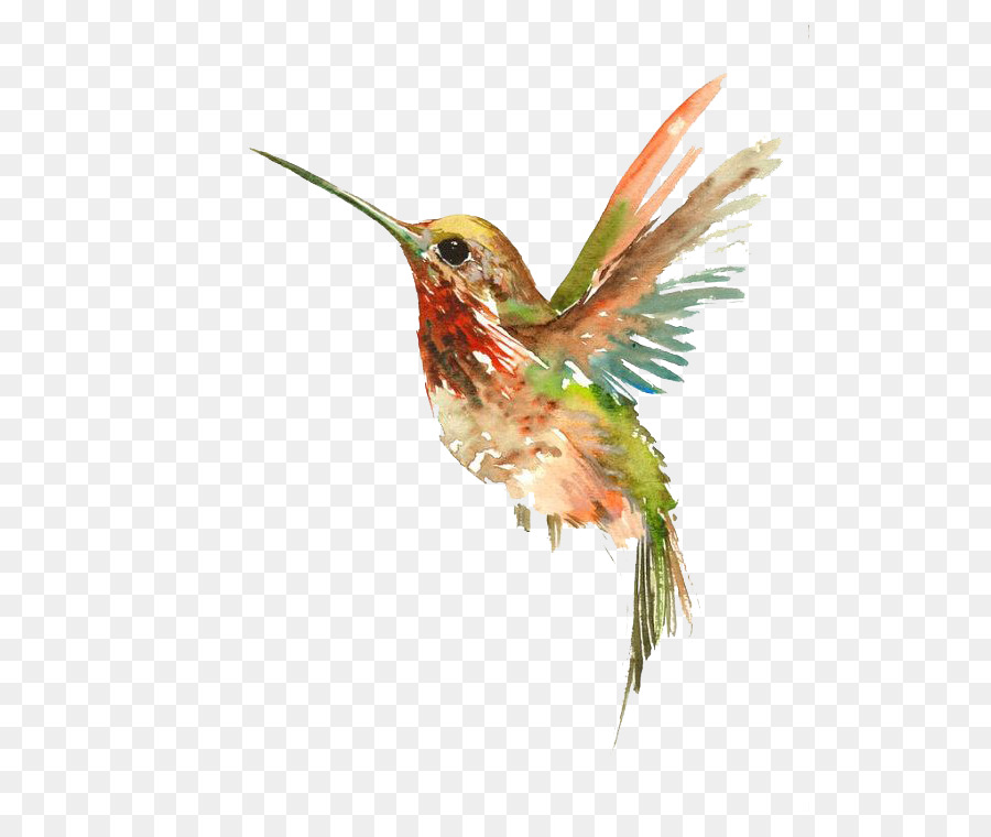 900x760 Hummingbird Watercolor Painting Tattoo