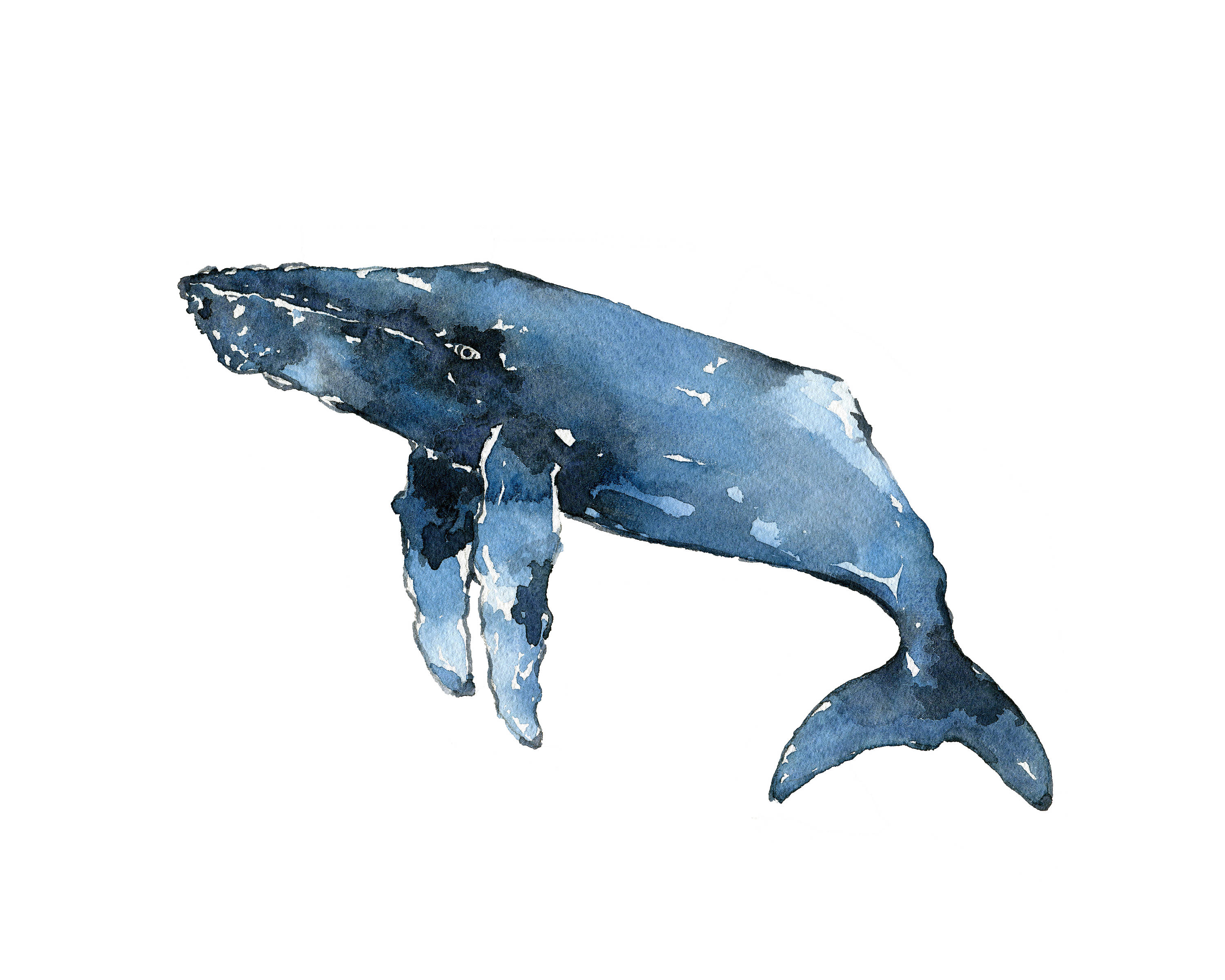 3000x2400 Humpback Whale 101 Blue Print Watercolor Whale Art Whales Decor