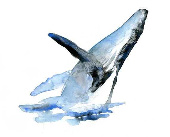570x457 Humpback Whale Watercolor