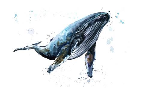 473x315 Humpback Whale Watercolor Illustration. Underwater Fauna Prints By