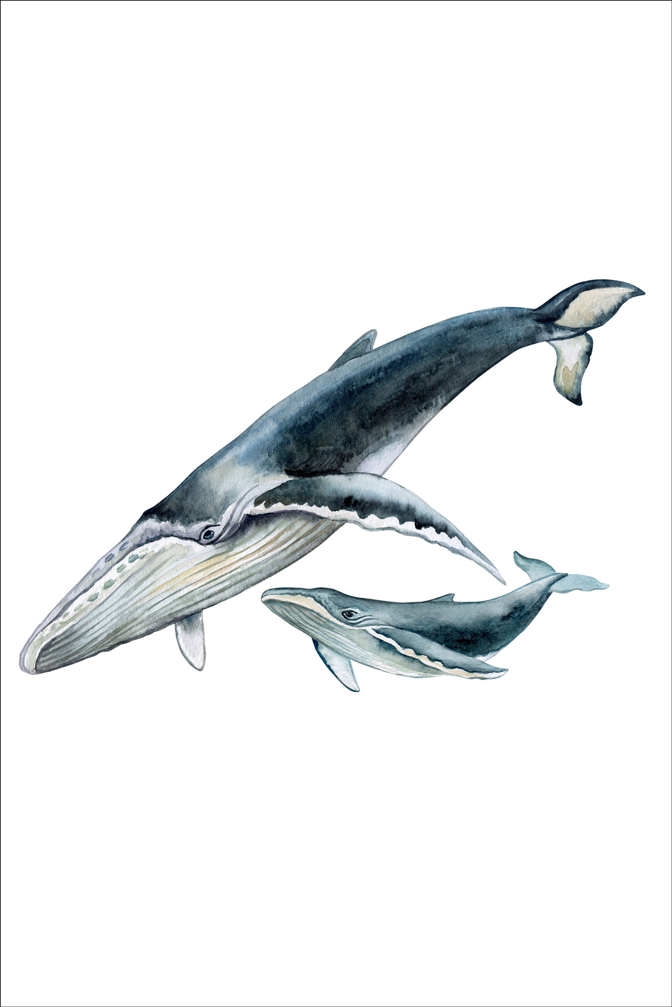 1351x2026 Humpback Whale With Baby Ocean Watercolor Art Print Wall Decor