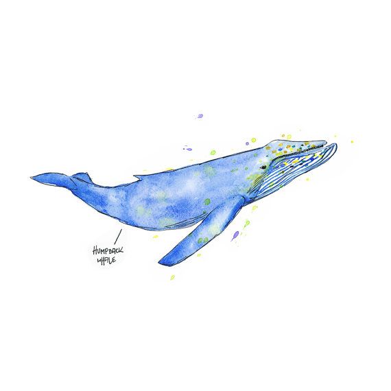 570x570 Humpback Whale Watercolor Painting, Whale Illustration Digital