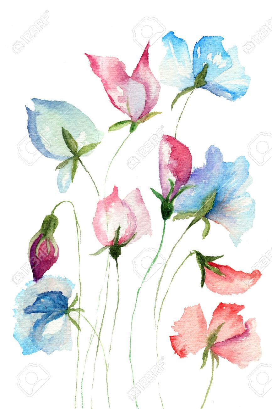 866x1300 Sweet Pea Flowers, Watercolor Illustration Watercolour Painting