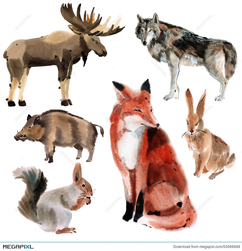 800x830 Set Of Forest Animals. Watercolor Illustration In White Background