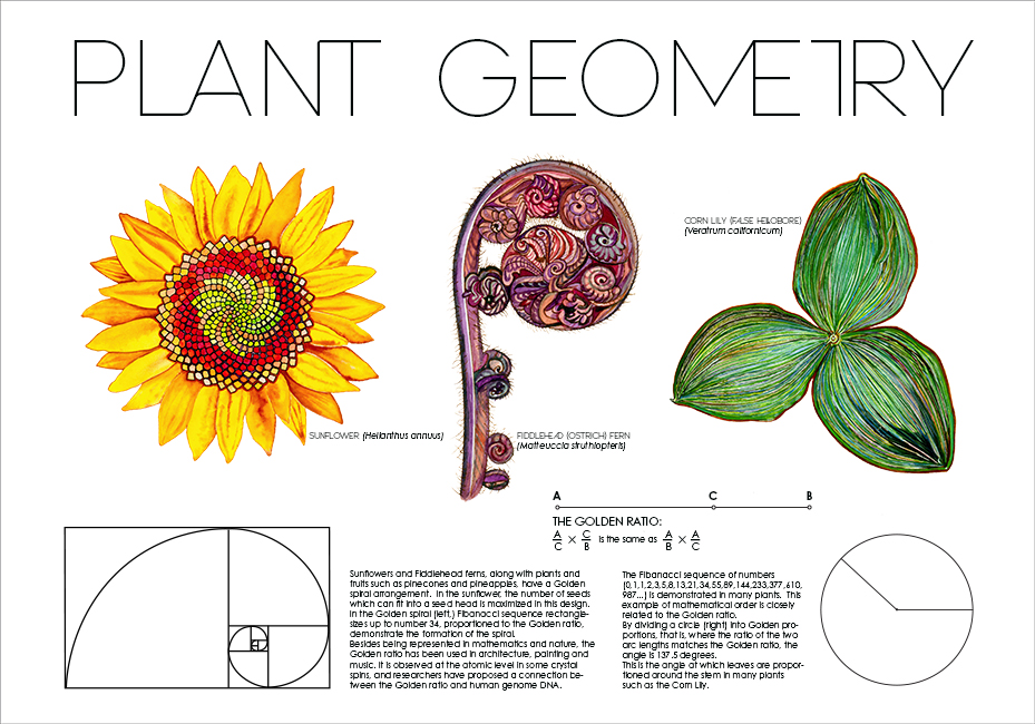 929x650 Science Illustration Tanya Young