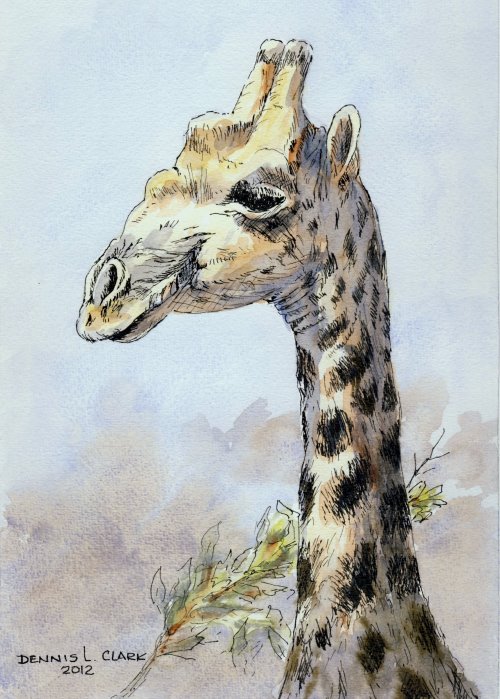 500x699 How To Paint A Giraffe Using Pen And Ink Washes In Watercolour