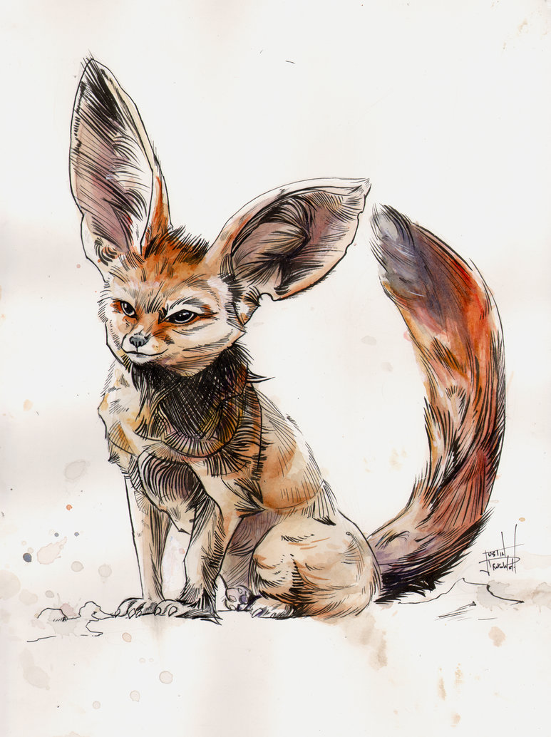 773x1034 Fennec Fox Ink And Watercolor By Justinprokowich