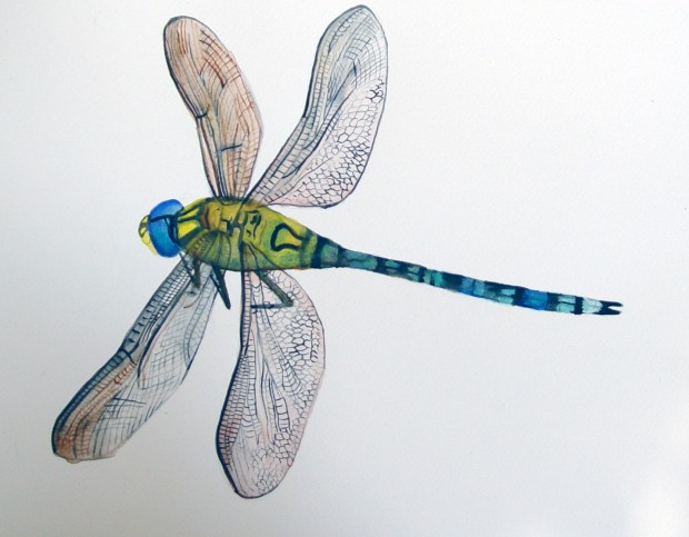 620x483 Insects Marija