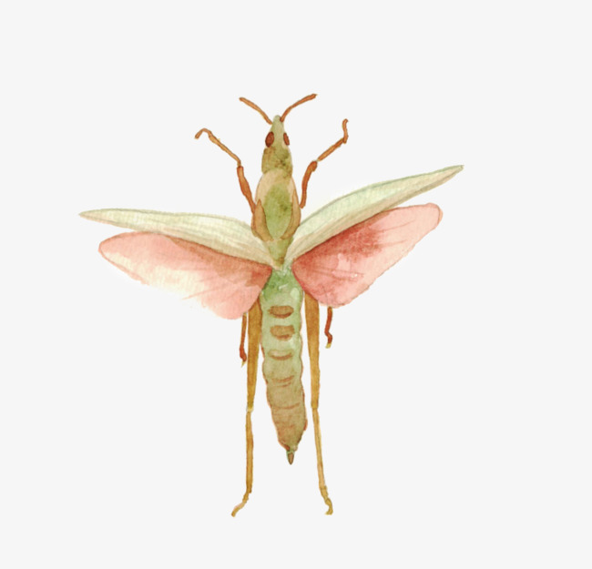 650x625 Watercolor Insects, Watercolor Clipart, Cartoon, Hand Painted Png