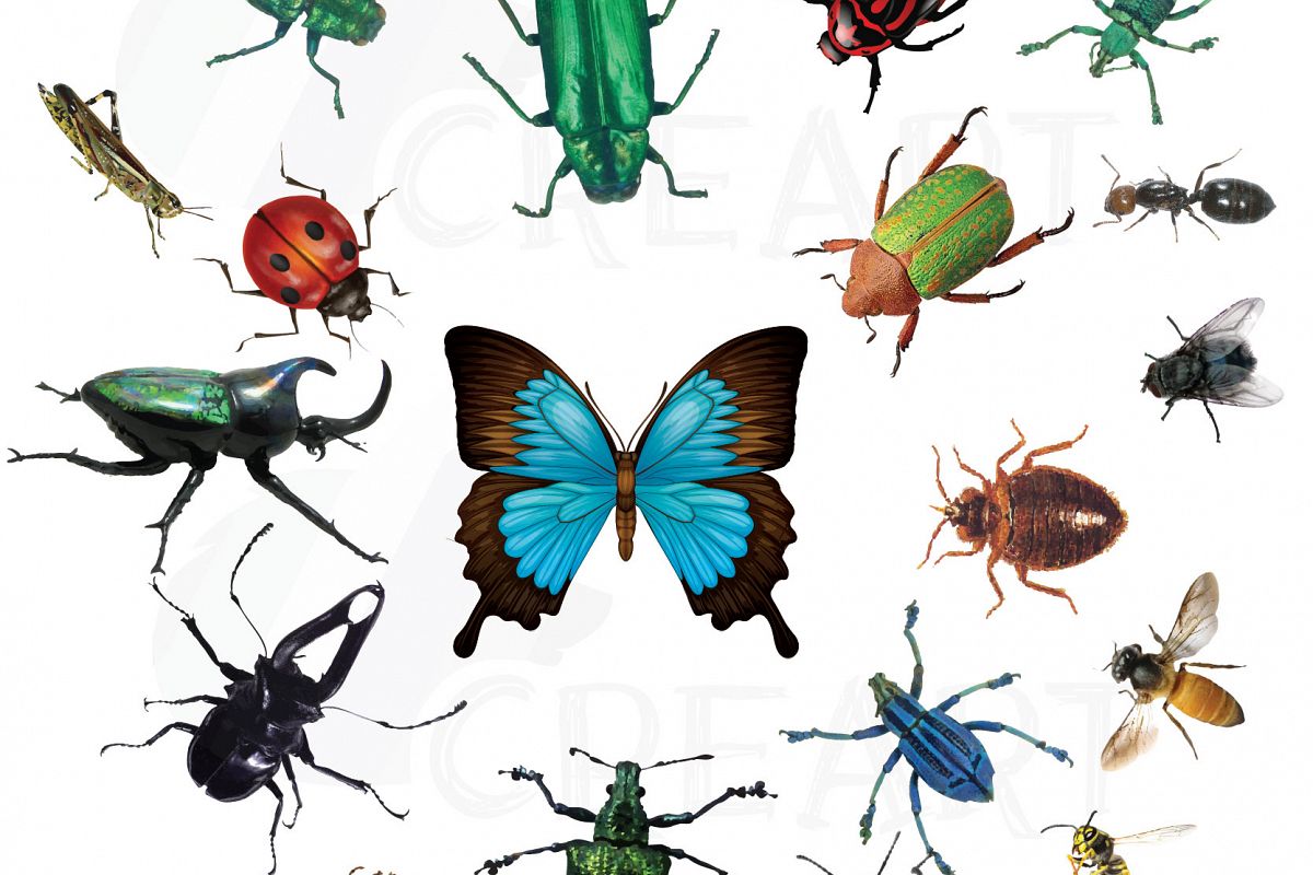 1200x800 Watercolor Insects And Bugs Clipart Pack, Vectors For Commercial
