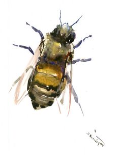 236x312 297 Best Watercolor Insects Images In 2018 Bugs