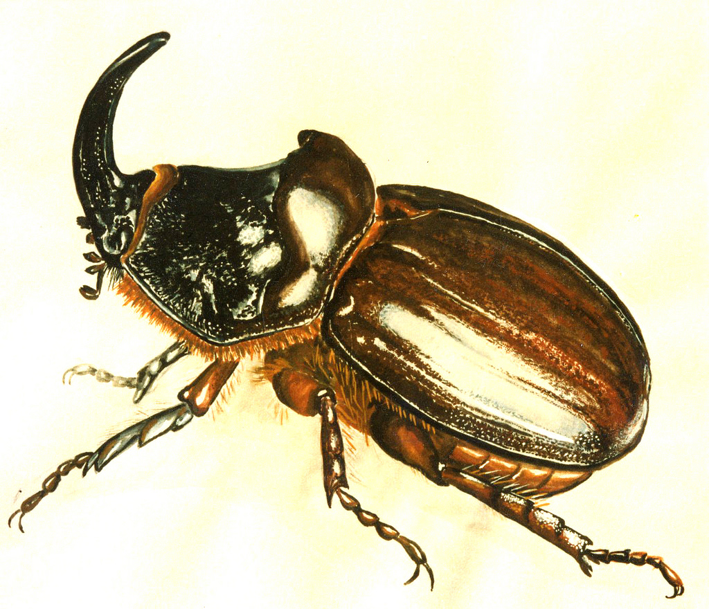 1024x880 Watercolor Insects