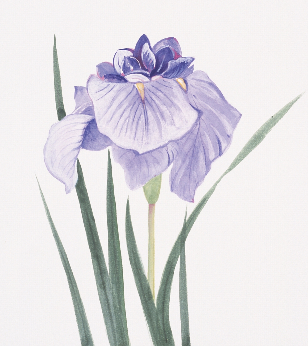 1200x1348 You Gotta See These Amazingly Realistic Iris Flower Tattoo Ideas